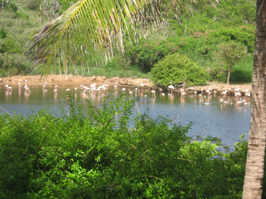 Flamingo Pond,