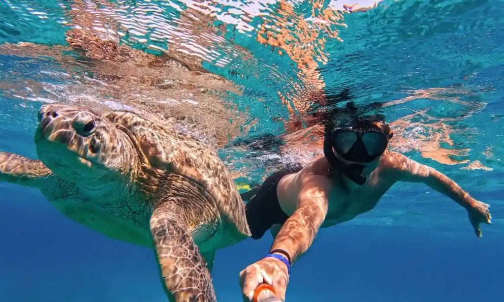 Snorkeling with sea turtle